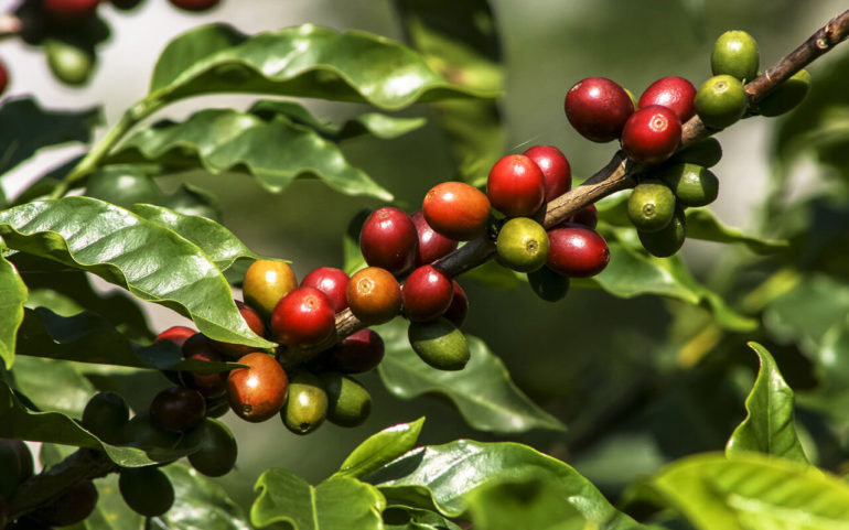 Where do coffee beans come from? - Coffee Friend